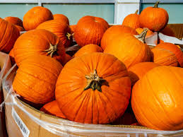 Fall Fest Pumpkin